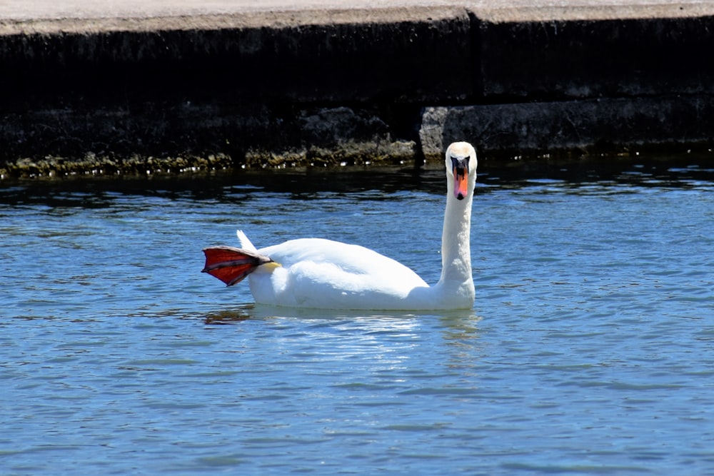 white swan on body of water during daytime