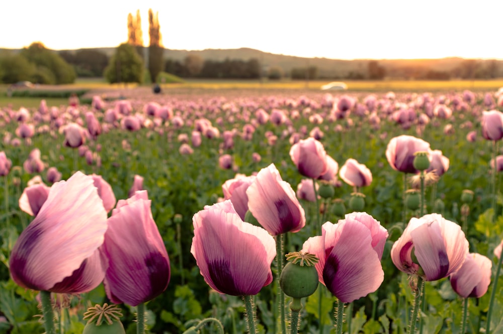 campo de tulipas cor-de-rosa durante o dia
