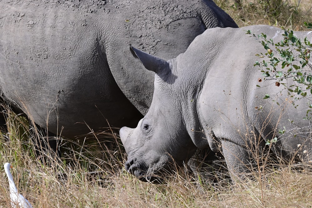 grey rhinoceros on green grass during daytime