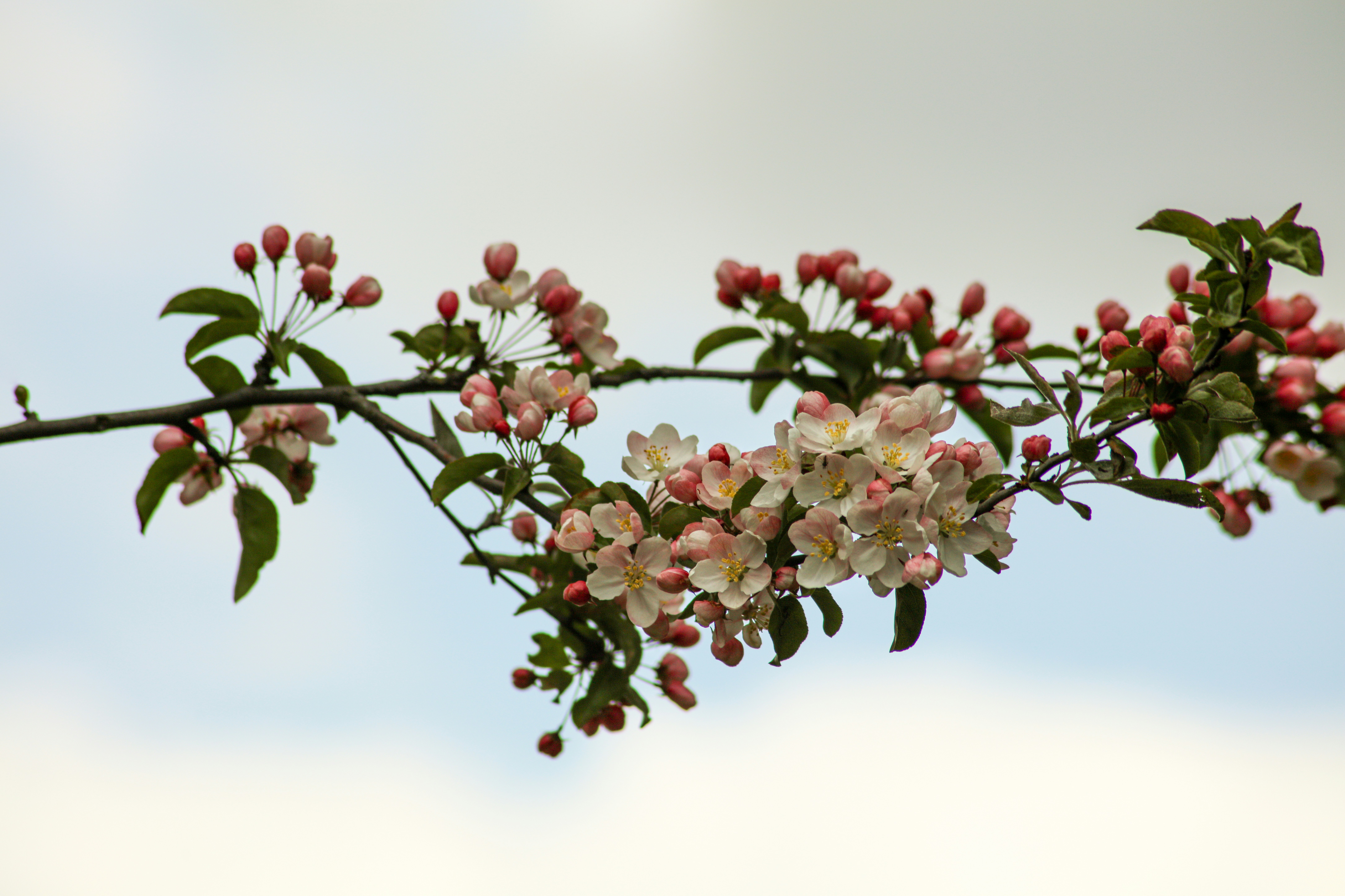 Photo by dbandaraj