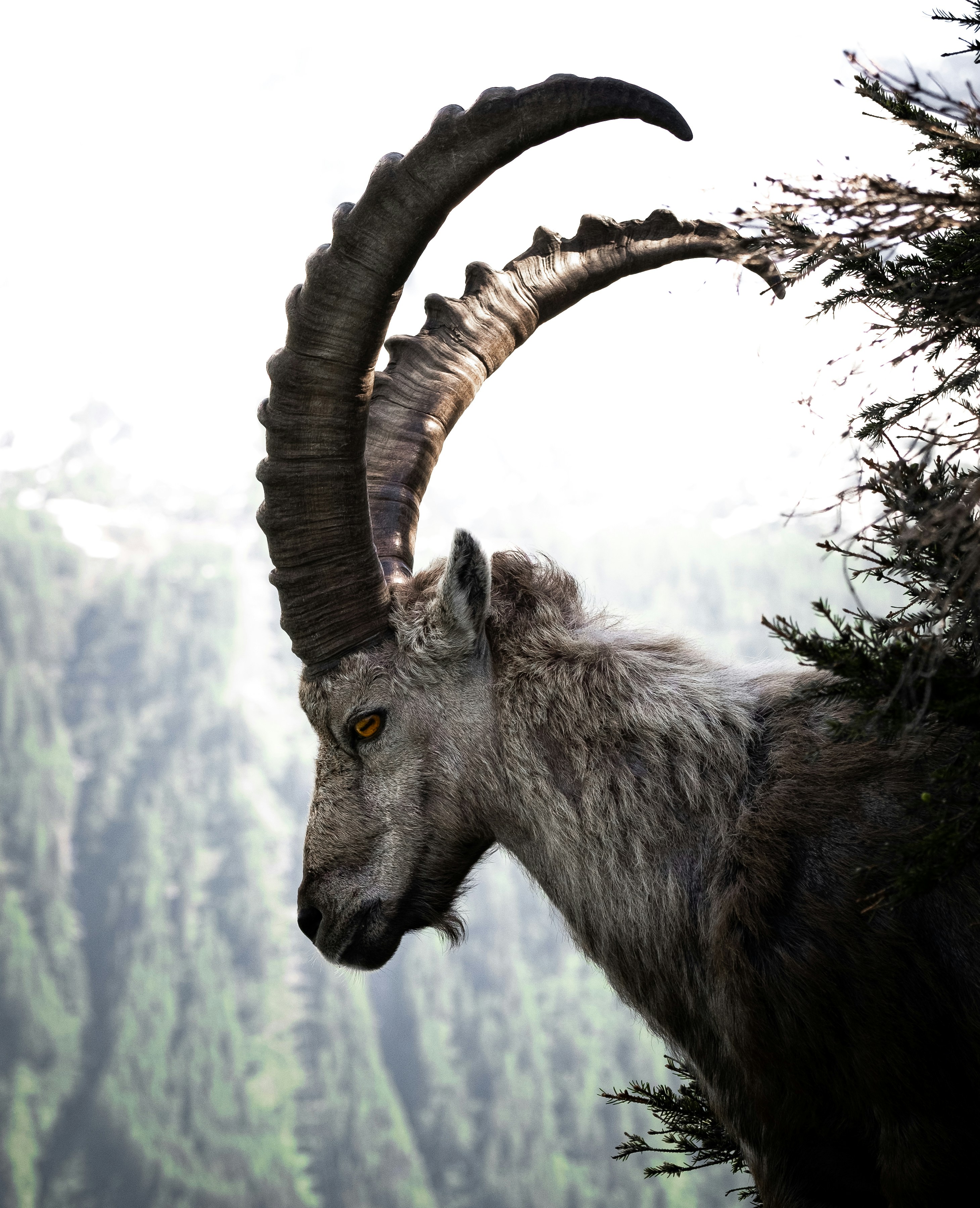 Ibex