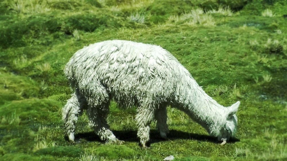 white sheep on green grass field during daytime