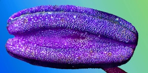 Purple Haze