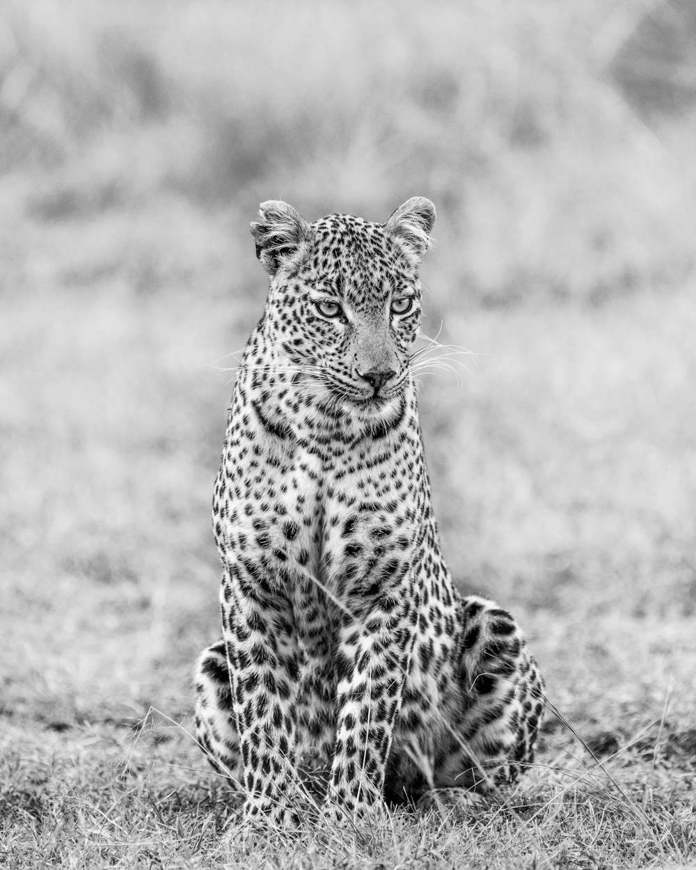 grayscale photo of leopard walking on grass field