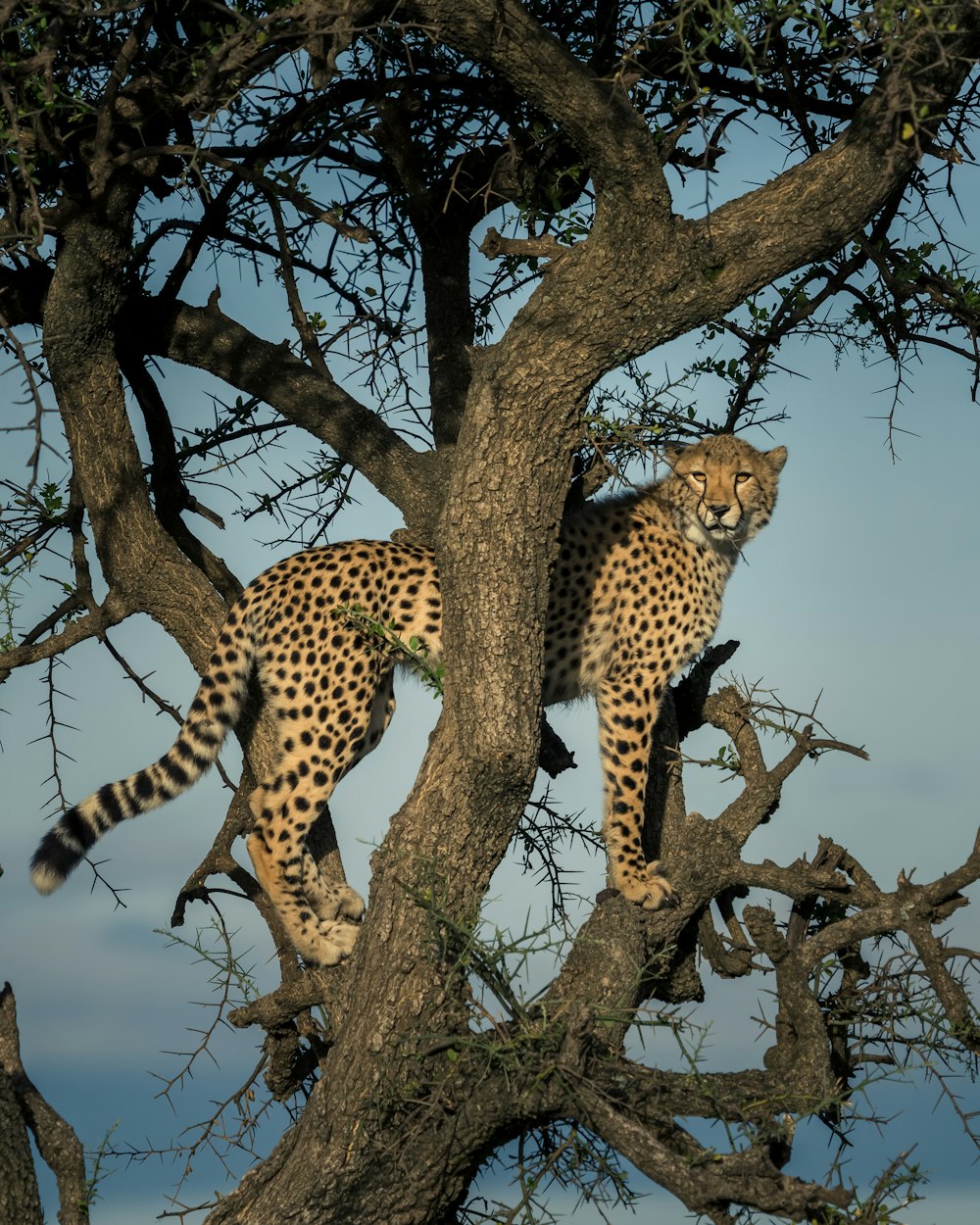 leopardo na árvore durante o dia