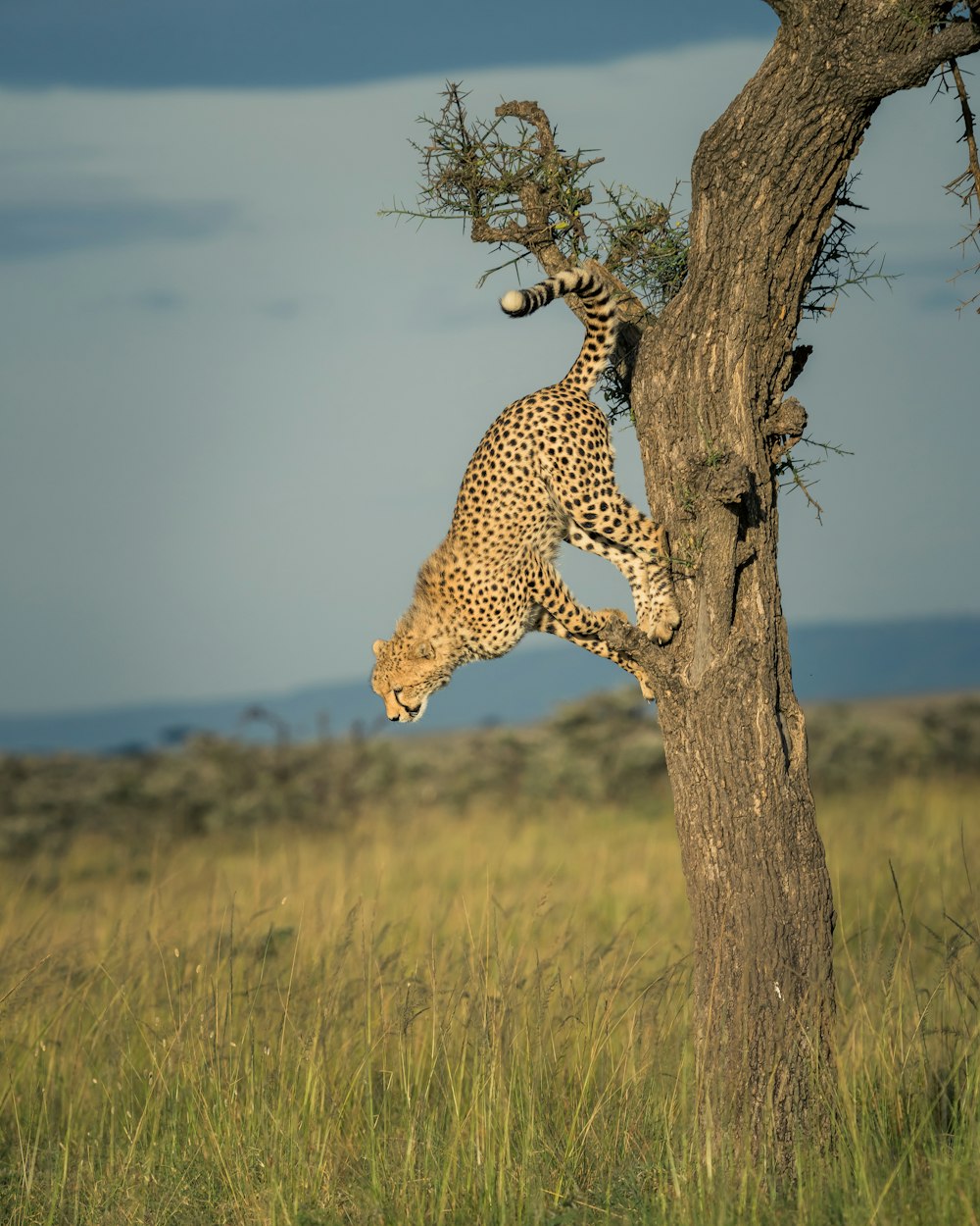 cheetah on brown grass field during daytime