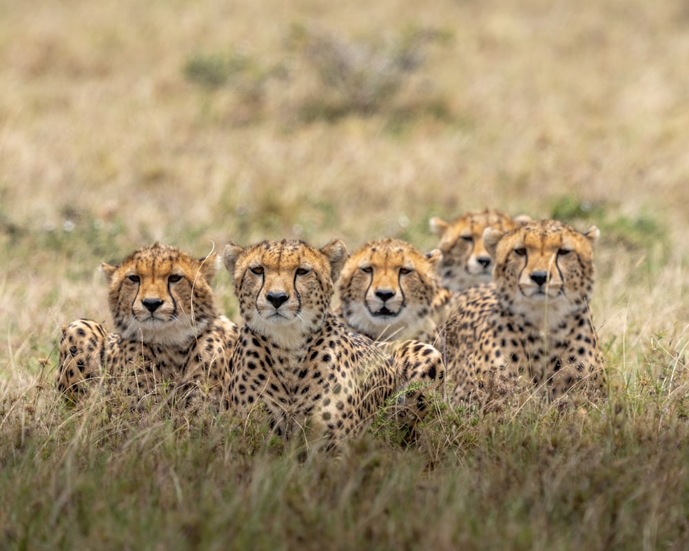 brown and black cheetah on brown grass field during daytime