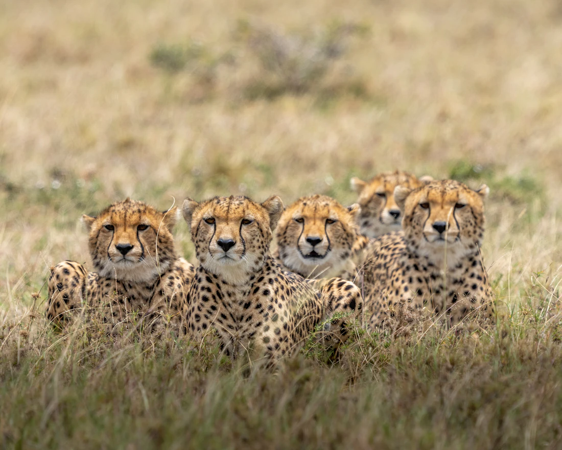Samburu