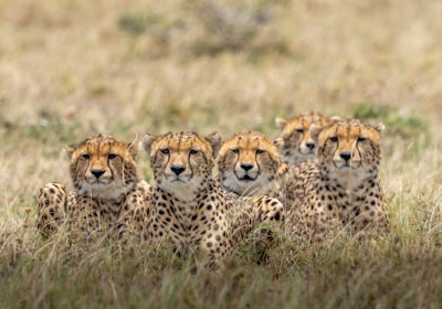 Kenia Safari Masai Mara Gepardenfamilie