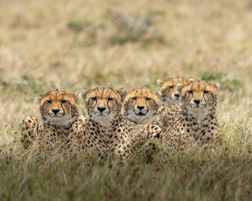 Brown and black cheetah on brown grass field during daytime — Masai Mara, Kenya