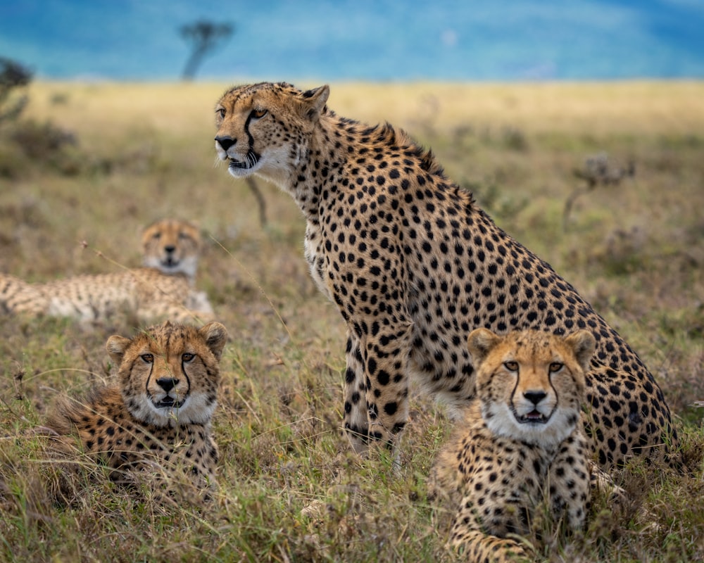 cheetah on brown grass field during daytime