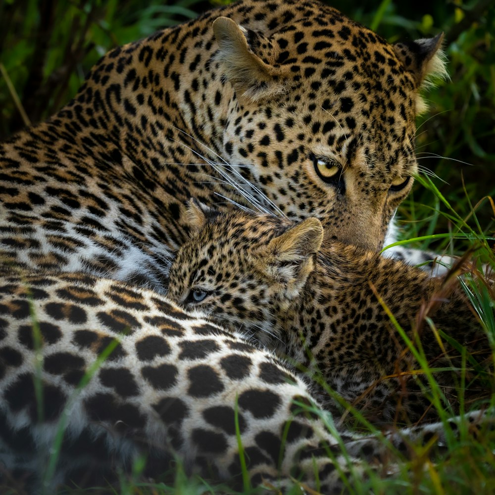 leopard lying on green grass during daytime