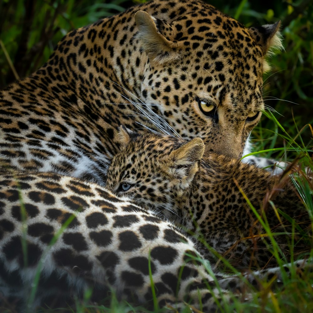 leopardo sdraiato su erba verde durante il giorno