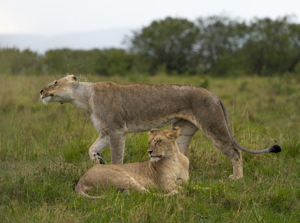 brown lioness on green grass field during daytime