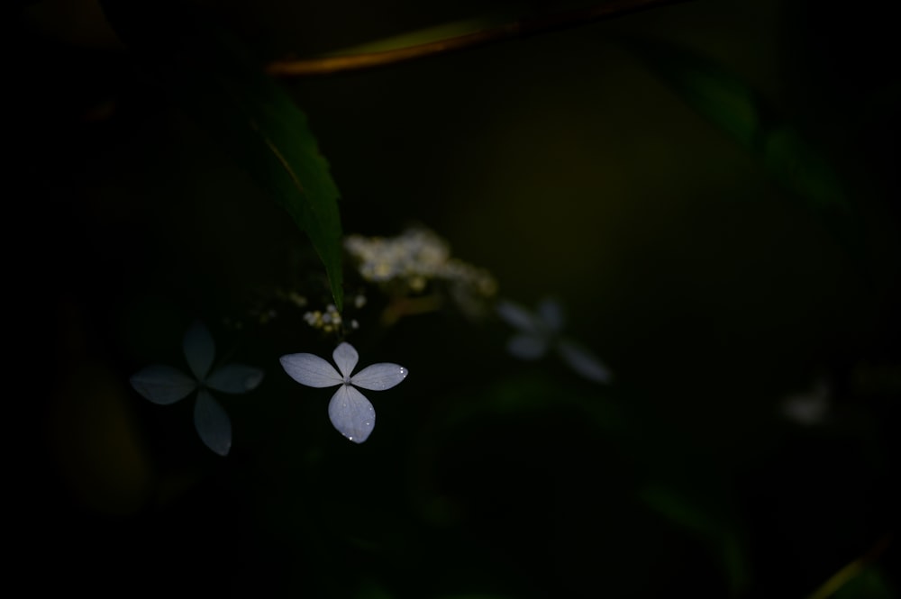 weiße 5-blättrige Blume in voller Blüte