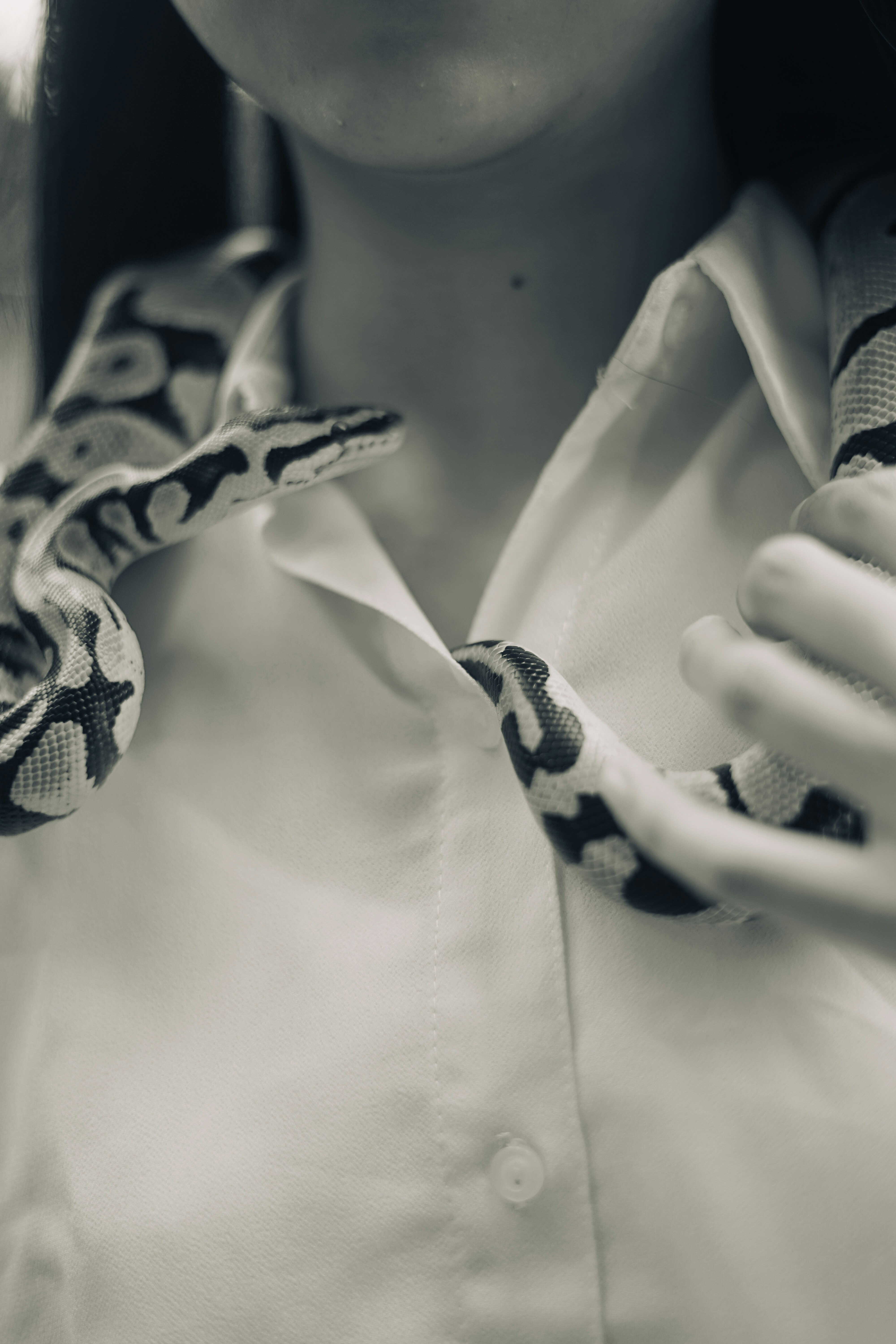 black and white snake on white textile