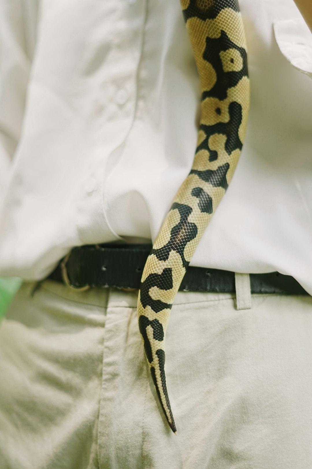black and yellow snake on white button up shirt