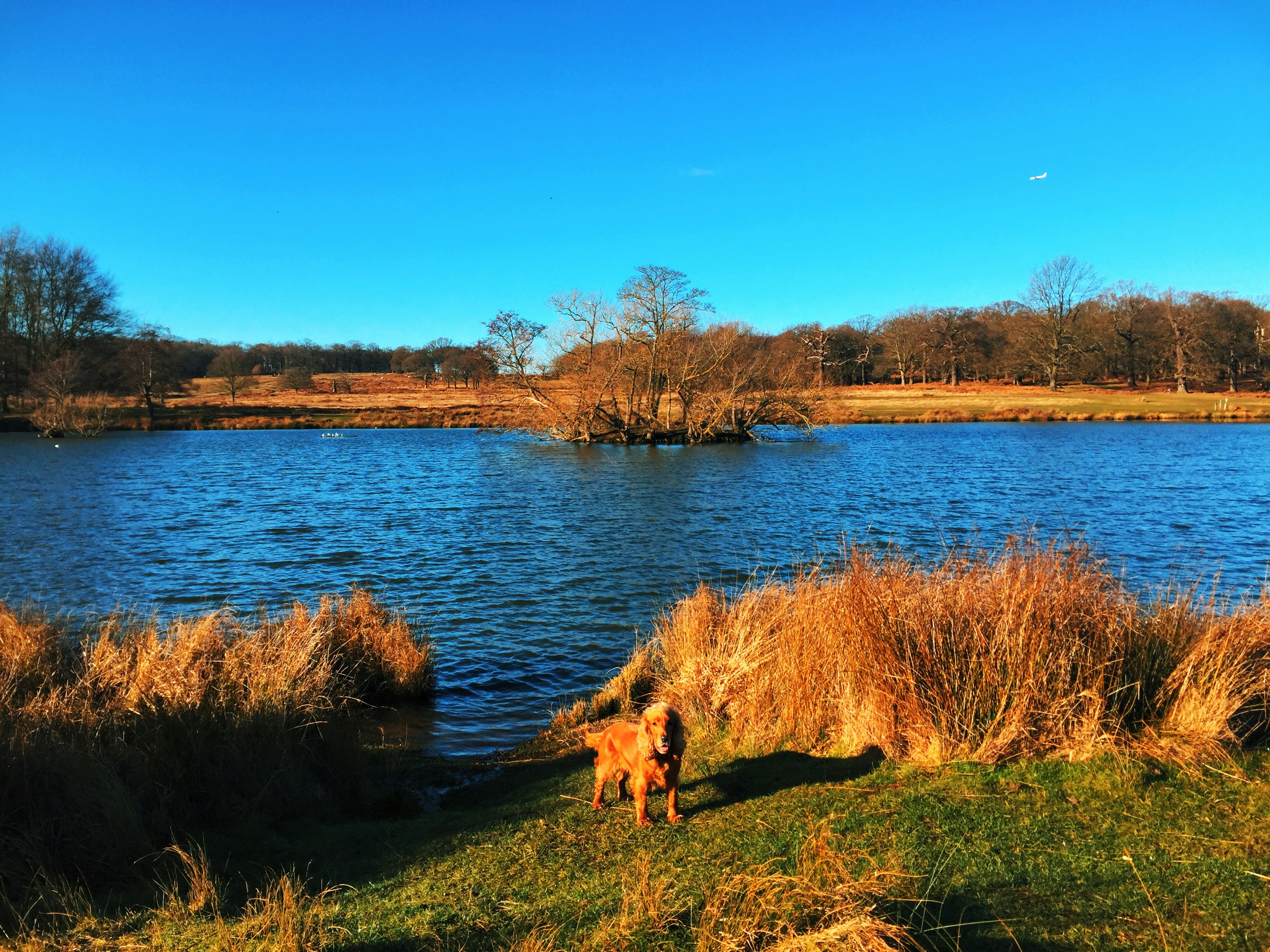 A dog by the water at golden hour
