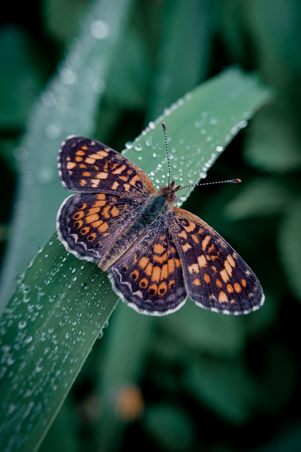 brown and black butterfly on green leaf