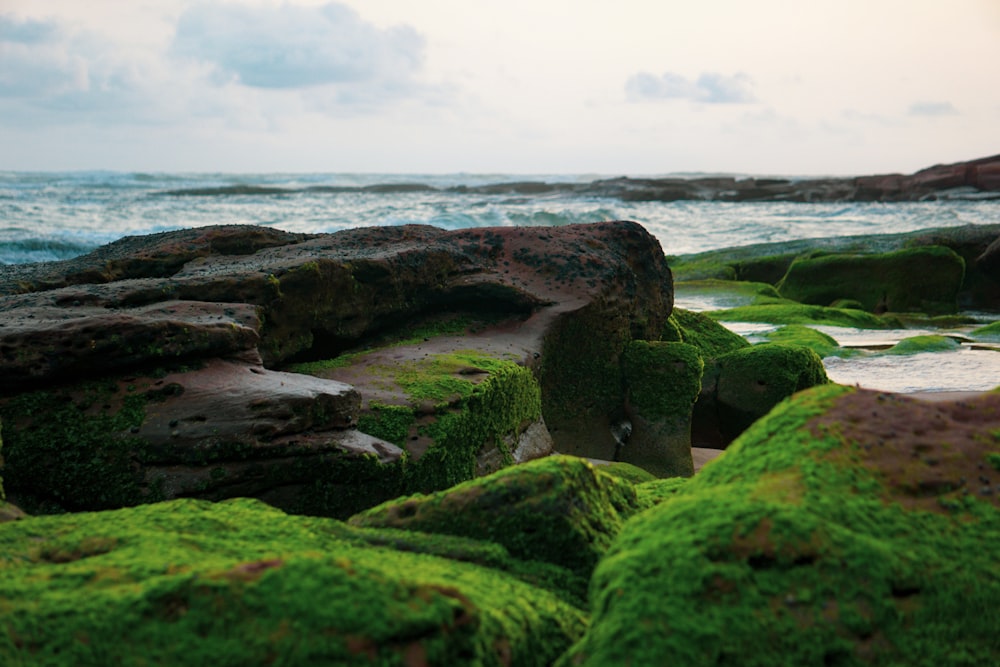 green moss on rock formation near sea during daytime