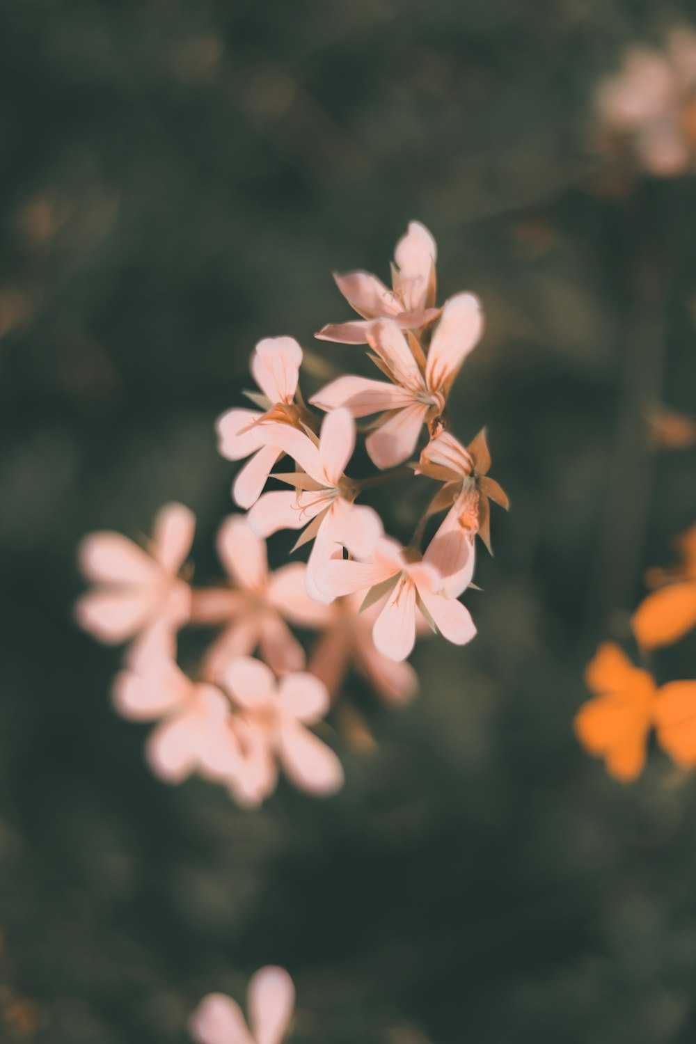 white and pink flowers in tilt shift lens