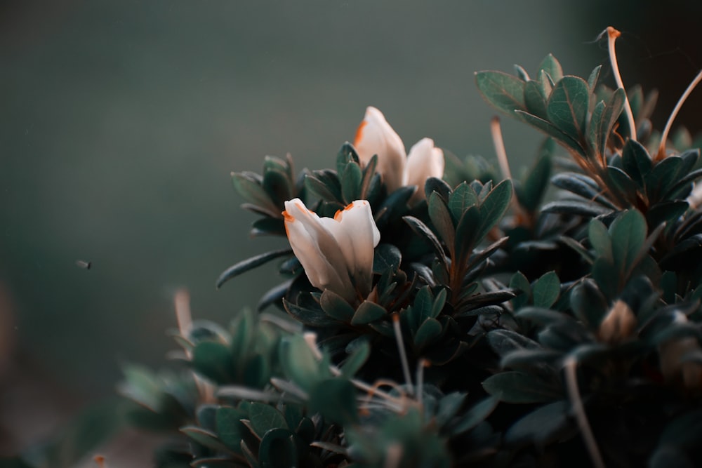 white flower in tilt shift lens