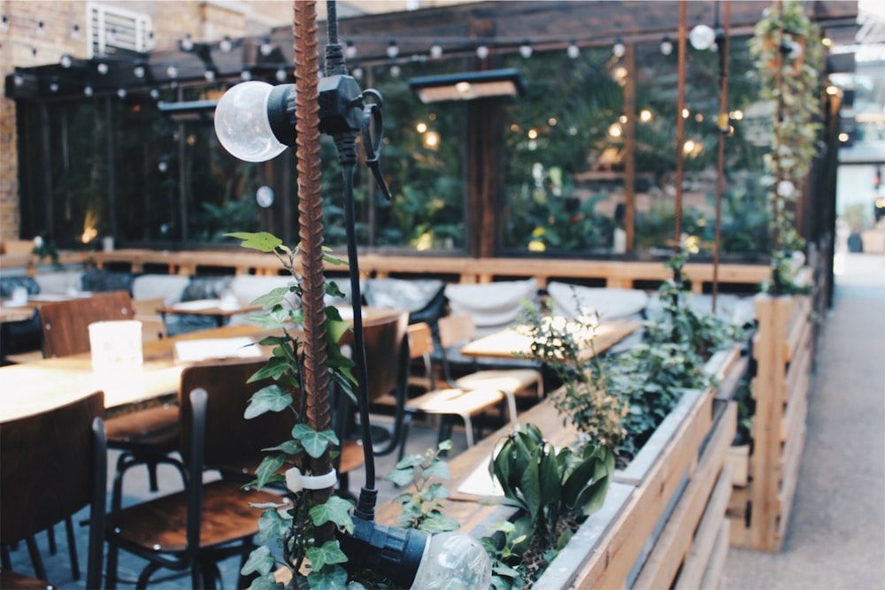 green potted plant on brown wooden table