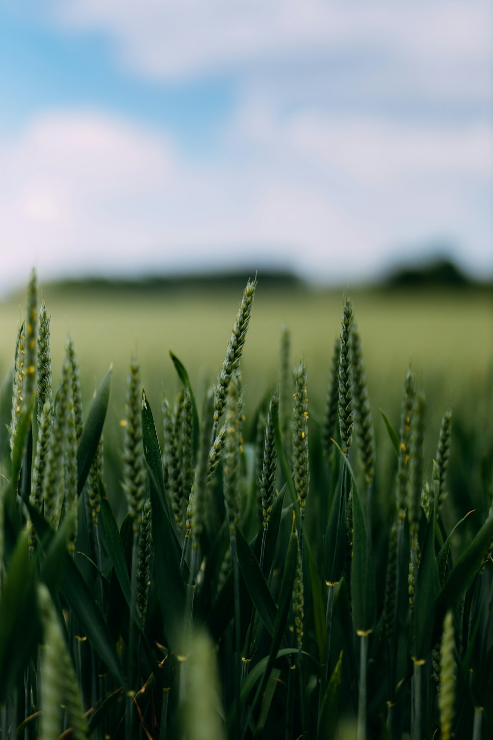 green wheat field during daytime