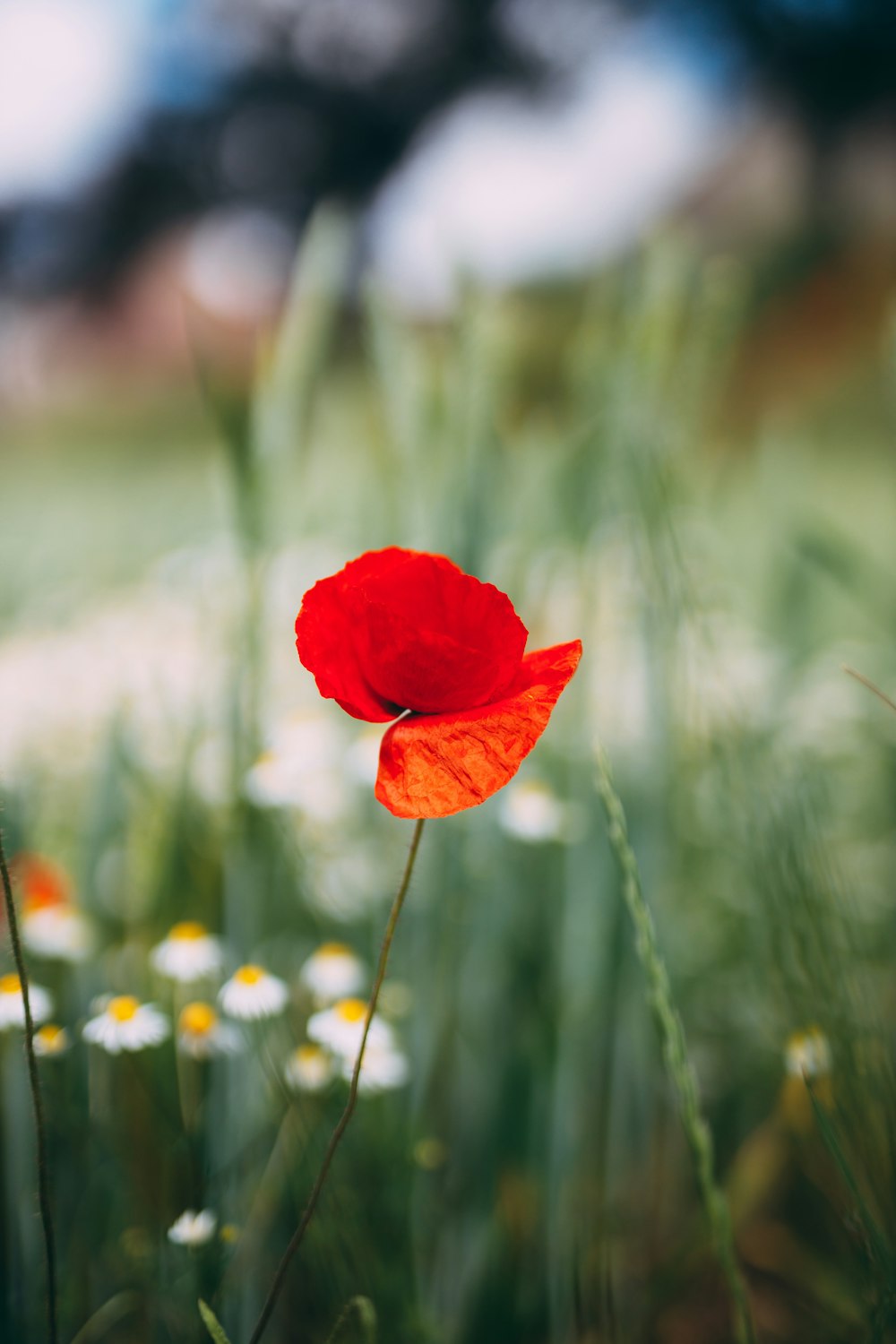 red poppy in bloom during daytime