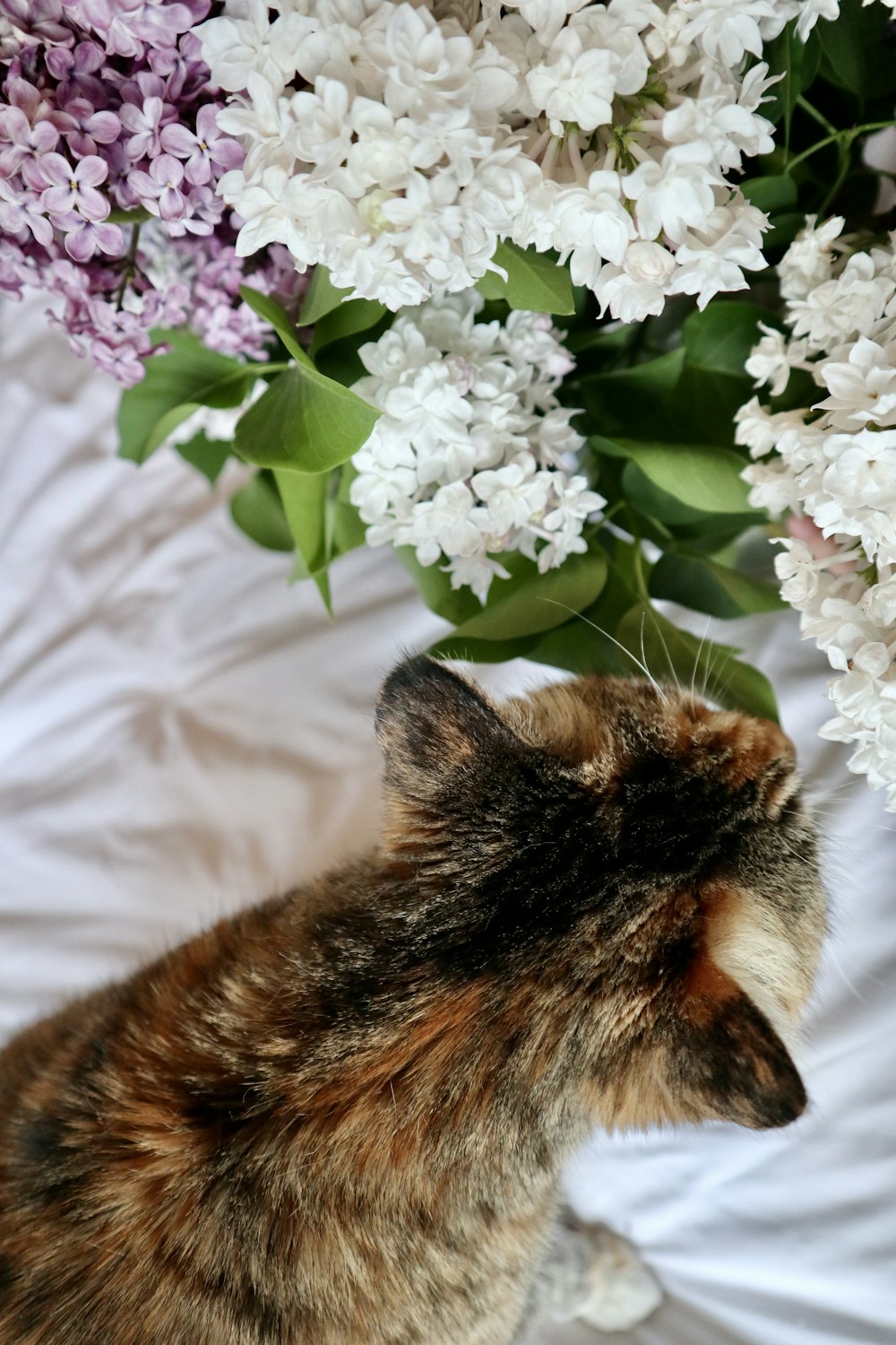 brown and black cat beside white flowers