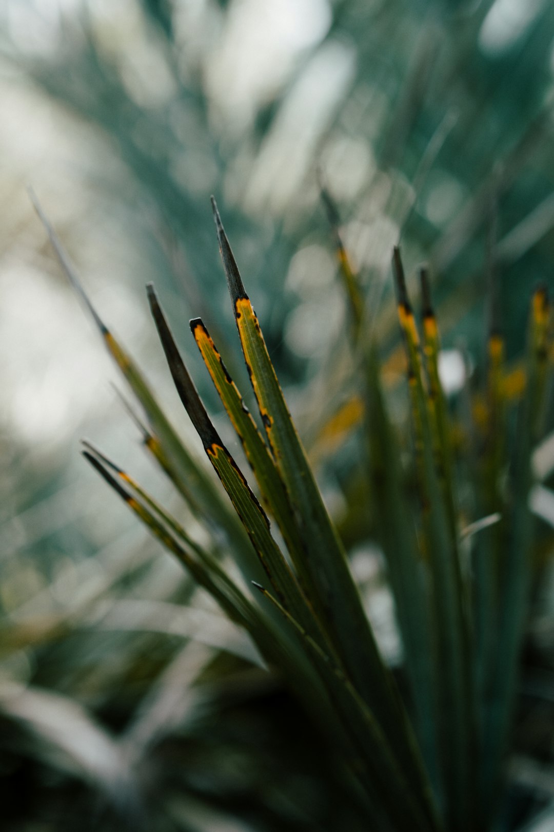 green wheat in close up photography