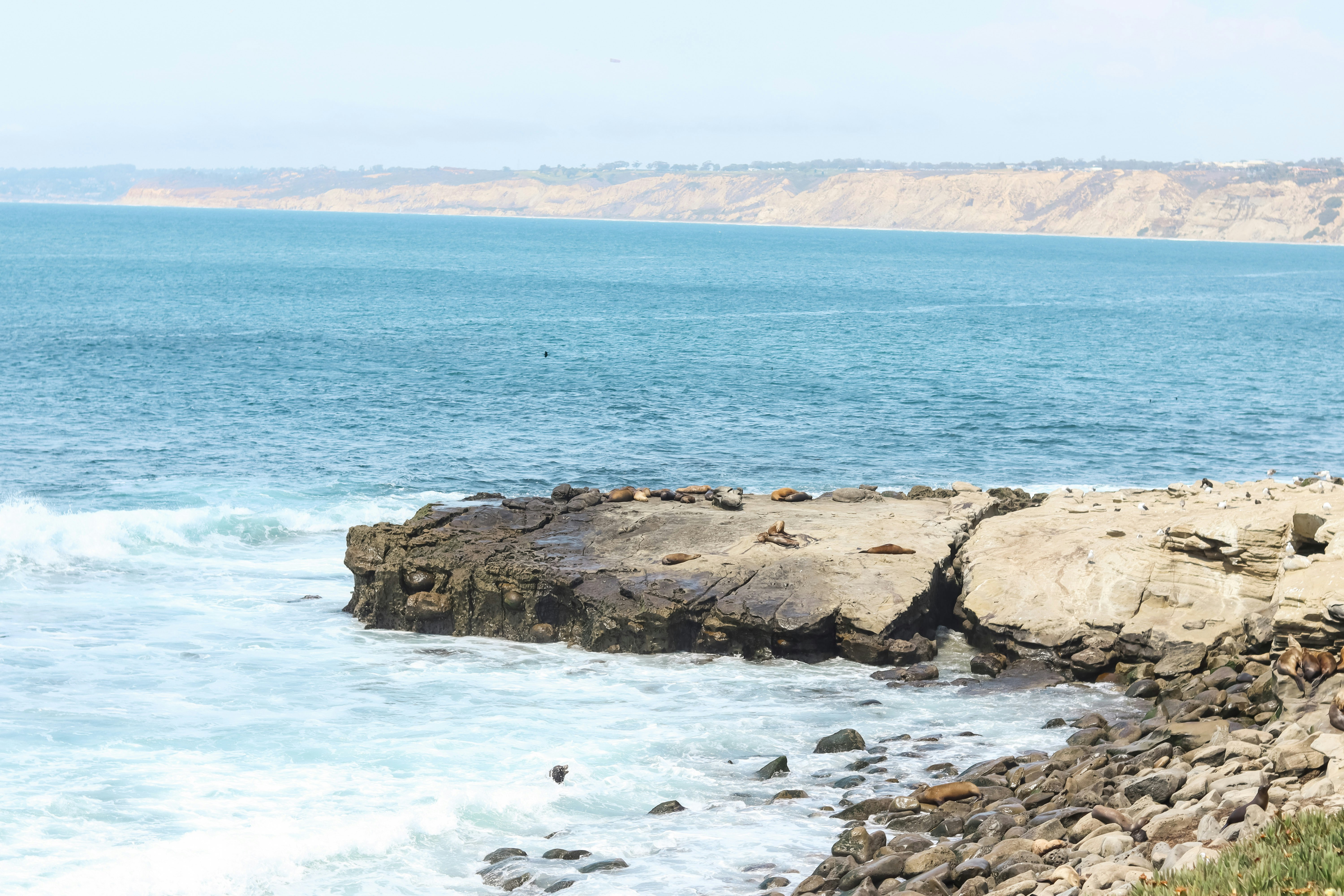 Seals sunbathing in La Jolla