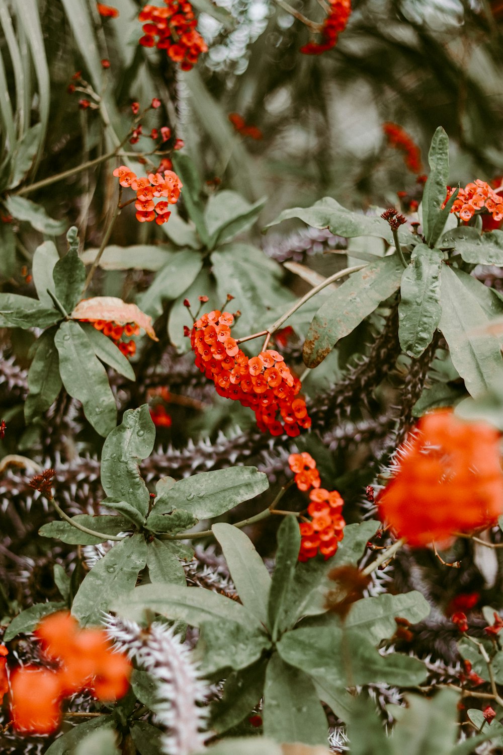 red flowers with green leaves