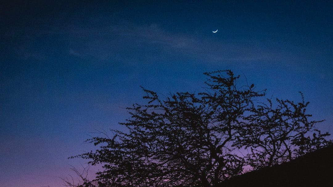 green tree under blue sky during night time