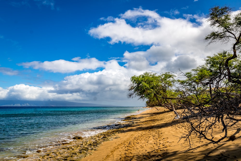 green tree on brown sand near sea under blue and white cloudy sky during daytime
