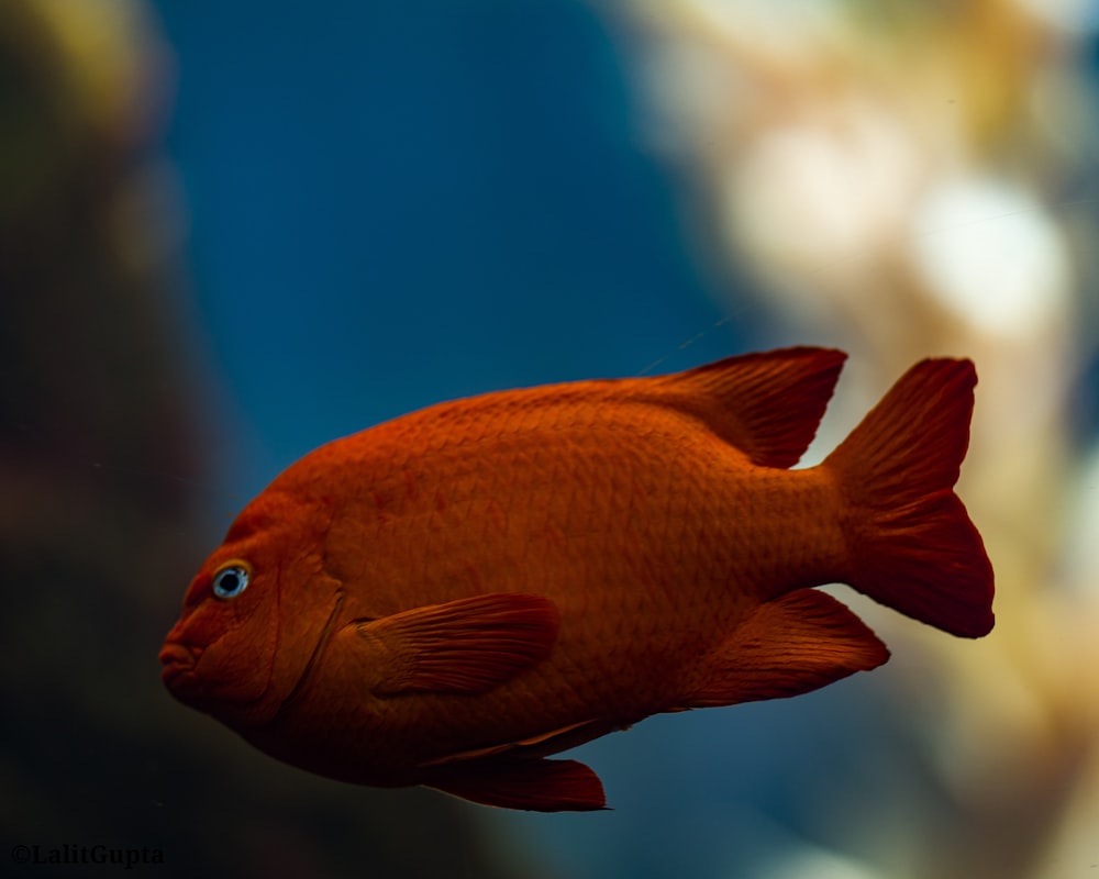 orange fish in close up photography