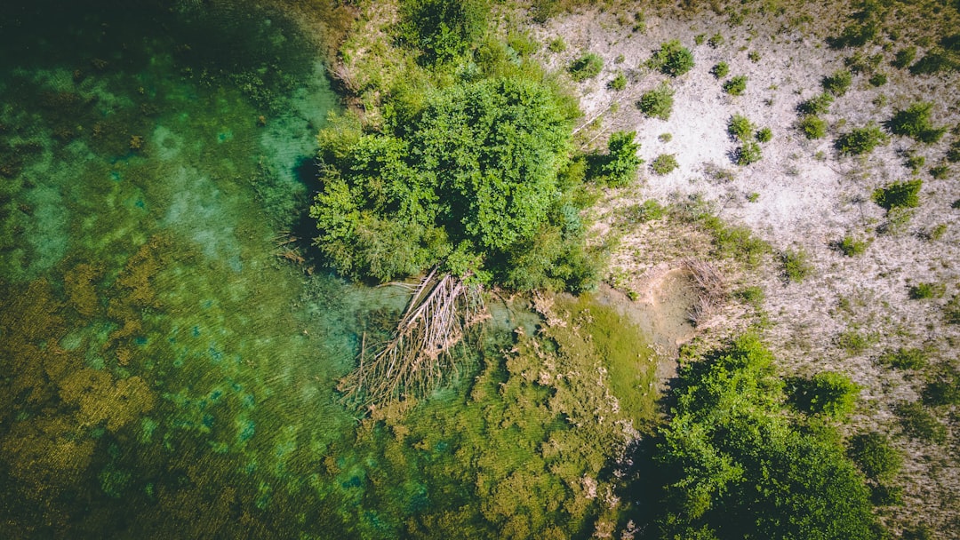 green trees on brown soil