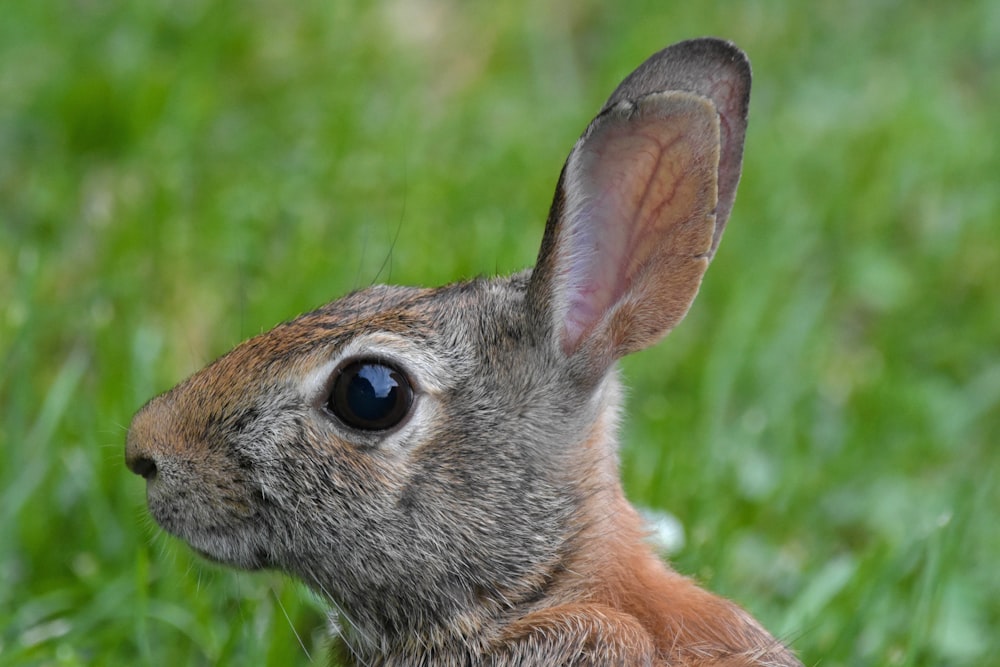 brown rabbit on green grass during daytime