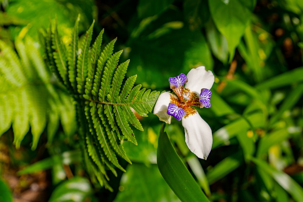 white flower with green leaves