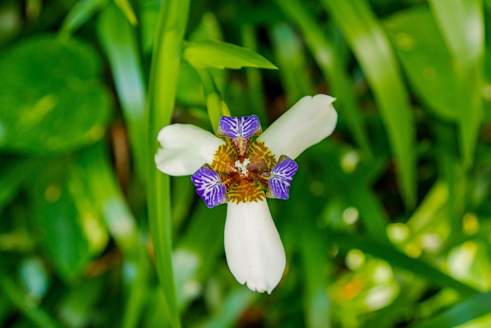 white and purple flower in tilt shift lens