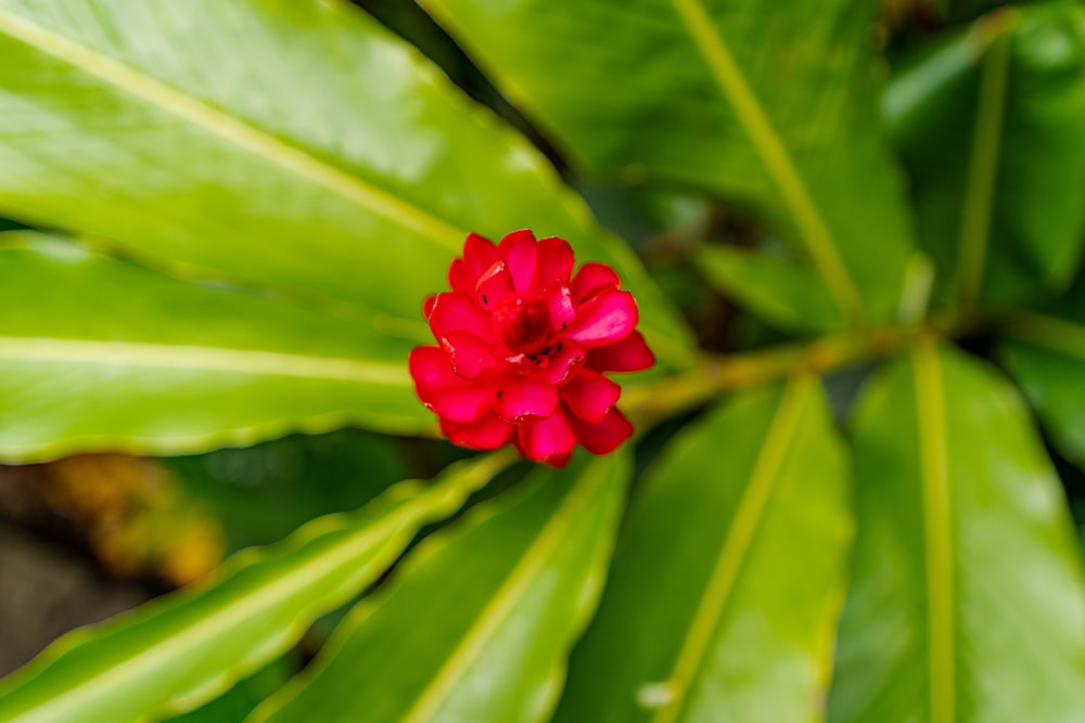 red flower in green leaves