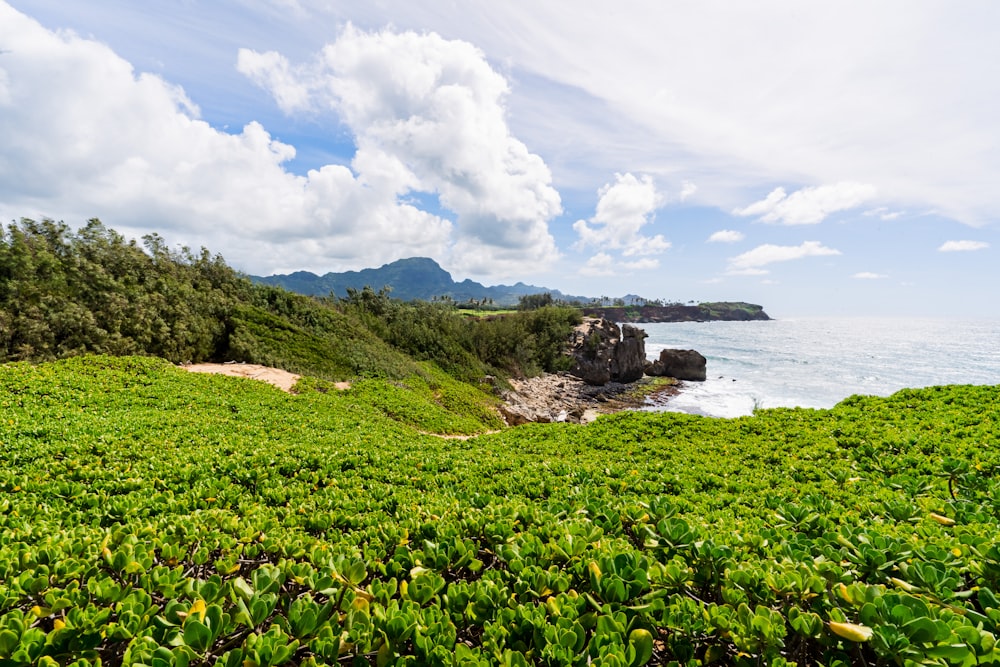 green grass field near body of water under white clouds and blue sky during daytime