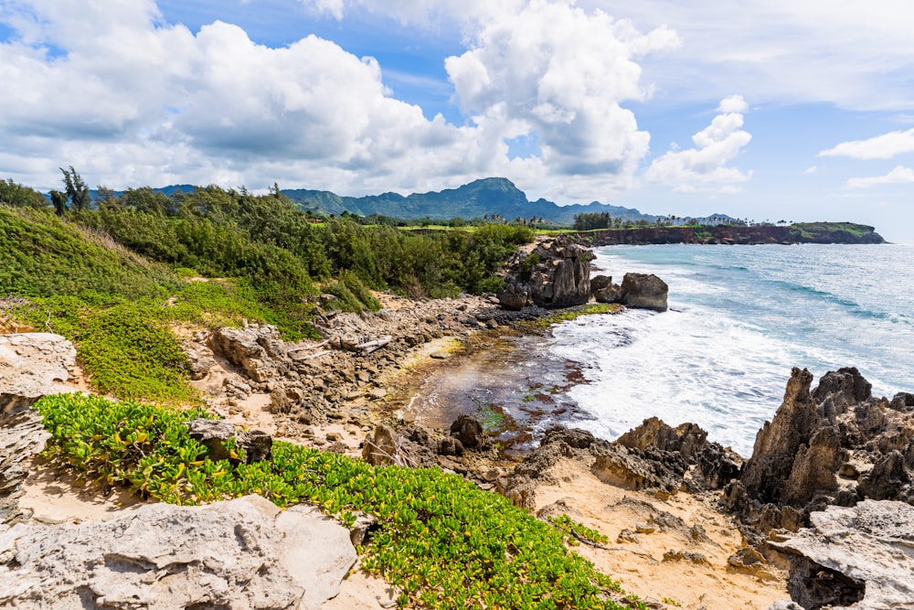 green grass on rocky shore during daytime