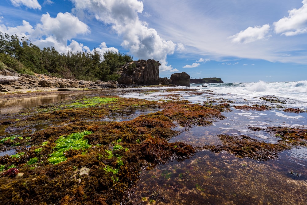green trees on brown rocky shore under blue and white cloudy sky during daytime