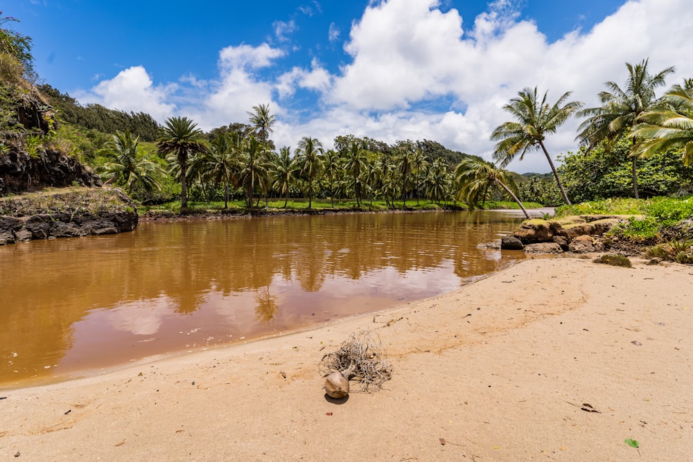 green palm trees near body of water during daytime