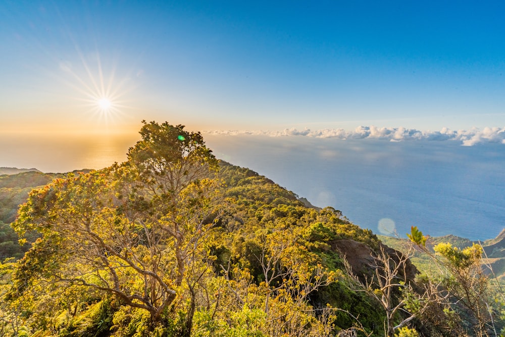 green trees on mountain during daytime