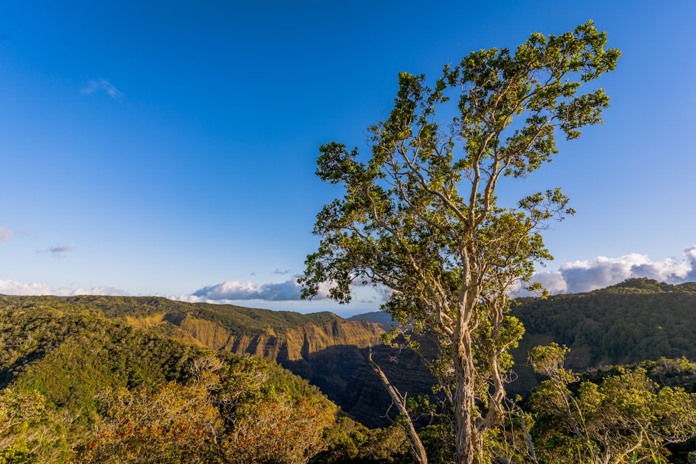 green tree on hill under blue sky during daytime