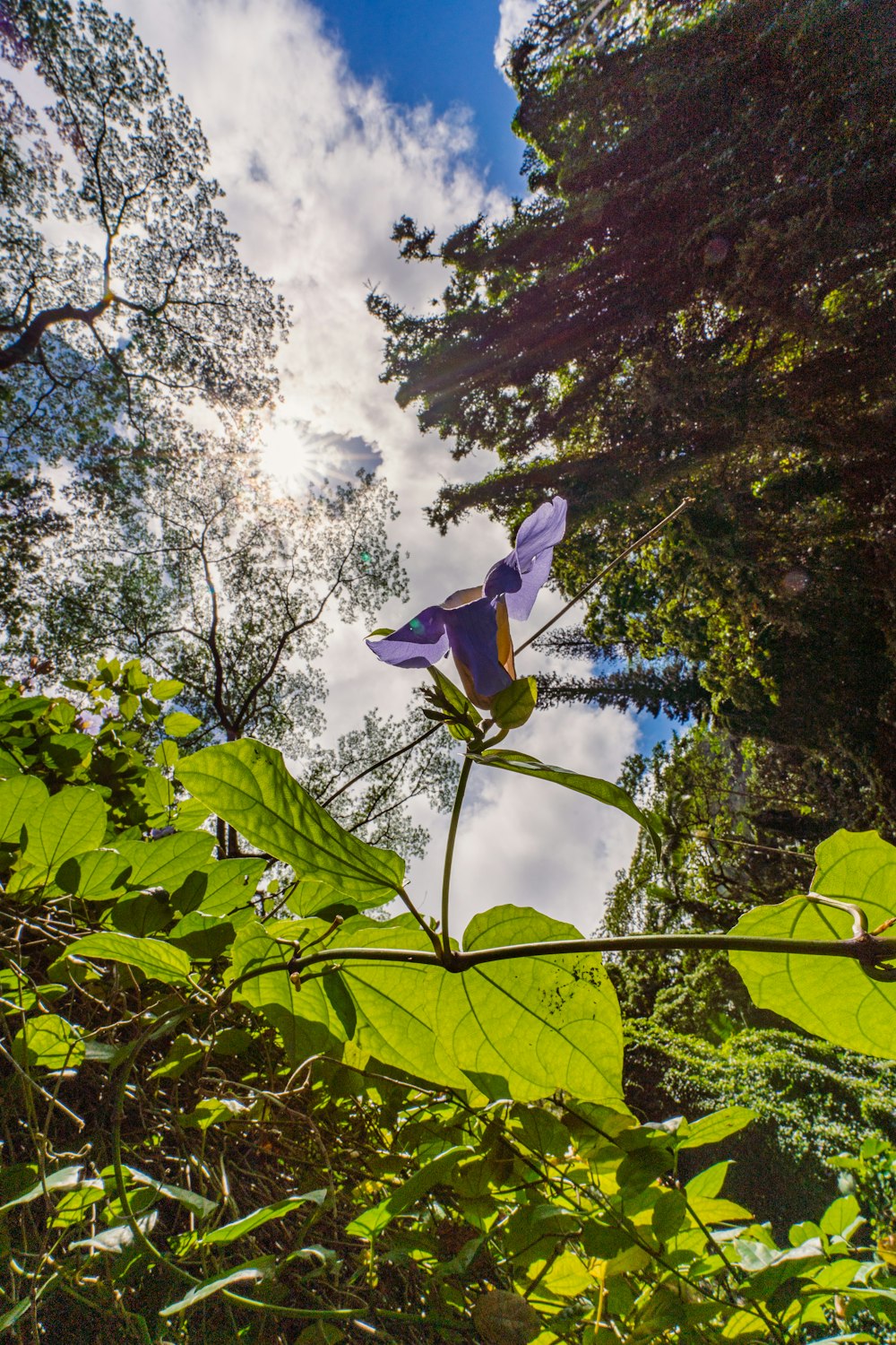 purple flower with green leaves under blue sky and white clouds during daytime