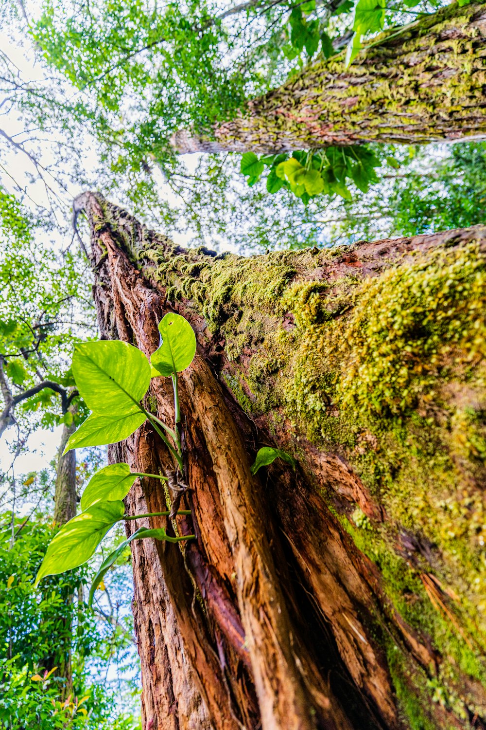 green leaf plant on brown rock