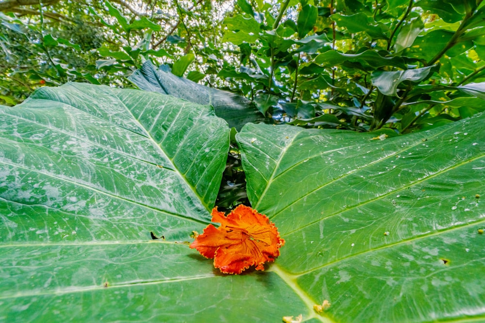 orange flower on green leaves